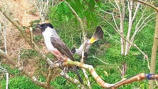 suara pikat burung KUTILANG TERLATIH.... GACOR bungkus 2 lawan kutilang liar Bird trap