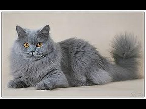 British Longhair Cat Youtube