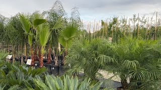 Shopping For Palm Trees In A Garden Center! 😱🌴