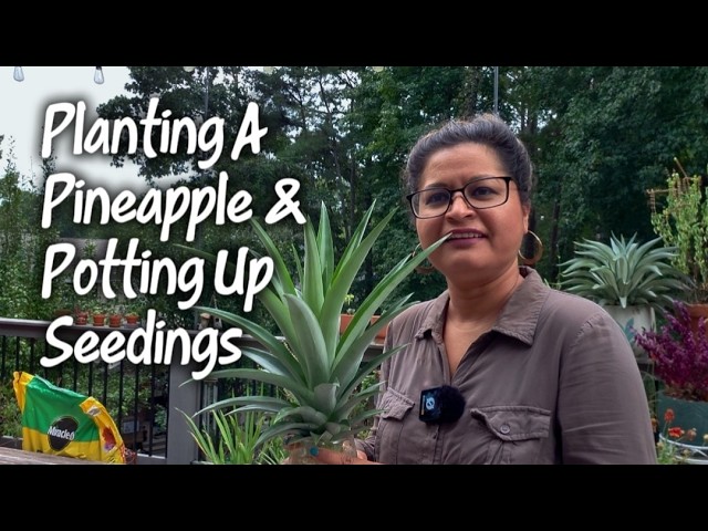 Planting A Pineapple & Potting Up Seedlings