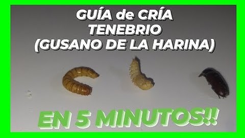 CRIAR GUSANO de la HARINA!! TE LO EXPLICO EN 5 MINUTOS!!🚀