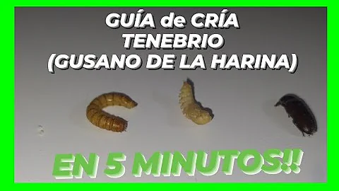 ¿Qué temperatura prefieren los gusanos de la harina?