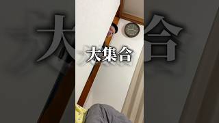 しつこすぎる。でもすき。