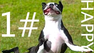 TOP 33 SE PSY: ZÁBAVNÉ, ROZTOMILÉ & VTIPNÉ #5 ● vtipná videa se zvířaty #1