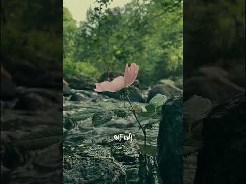 نشيد فؤاد شغوف الى ربه