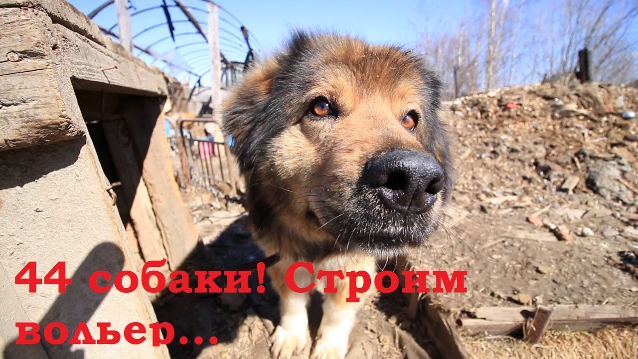 44 собаки у бабули. Строим вольеры. День 2.