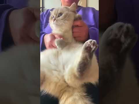 #cat #веселыекоты #прикольныекоты #relax #видосыоткота #котик #shortvideo