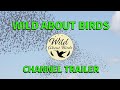 Wild About Birds: Channel Trailer 2023