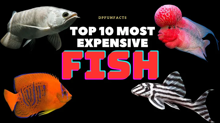 Top 10 Most Expensive Fish in the World | DPFunFacts #DPFunFacts