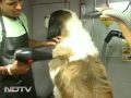 Mumbai's only mobile pet salon Mumbai's only mobile pet salon