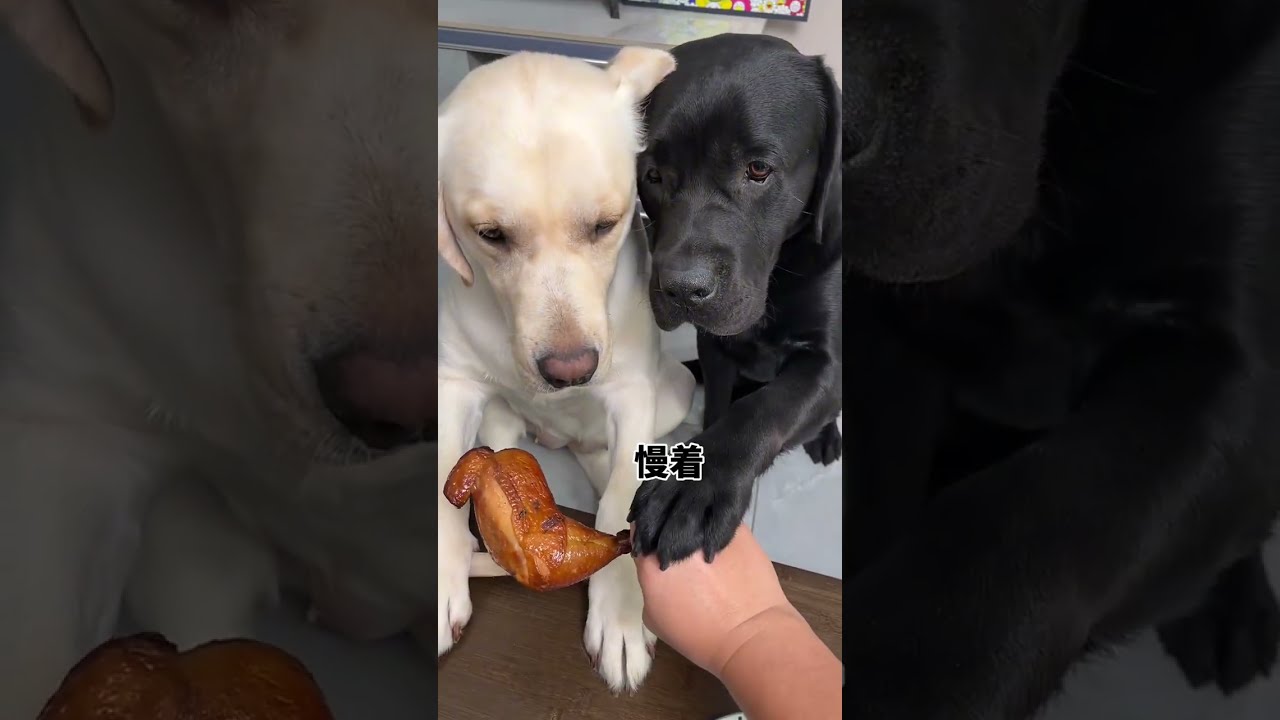 Dog Will It Be True When I Reach This Point Cute Pet Debut Plan Dogs Thoughts Are Written P18