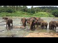 Sri Lanka - Pinnawala Elephant Orphanage - Elephants’ Bath time