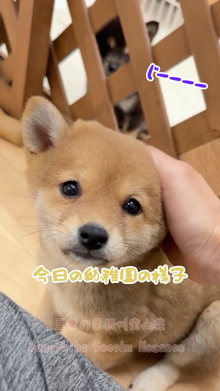 Mame Shiba Inu houzannsou - YouTube