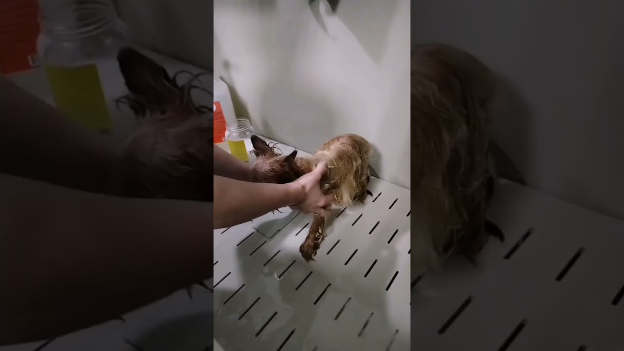 шампунь для йорка