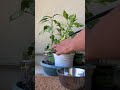 Chili 🌶️ plant from Home Depot #magiccraftworks