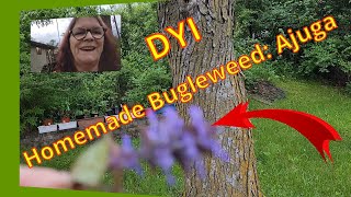 Homemade Bugleweed: Ajuga Cream Step-by-Step Benefits and More