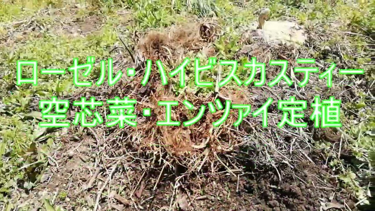 ローゼル（ハイビスカスティー）空芯菜定植 - YouTube