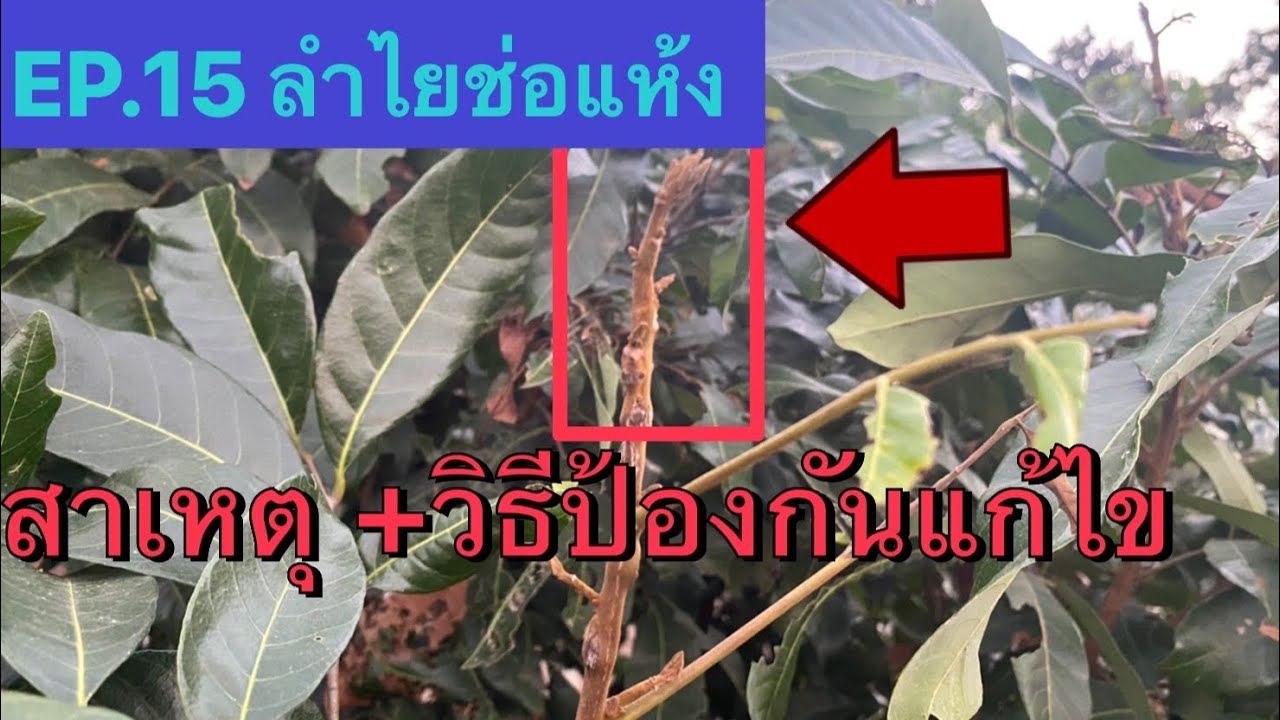 EP.15  ลำไยช่อ แห้ง??   หลังพ่นสารสาเหตุ+วิธีป้องกัน แก้ไข  Longan เปิดตาดอกลำไย