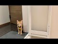 【保護猫】飼い主の事が心配で仕方ない子猫の行動がこちらです