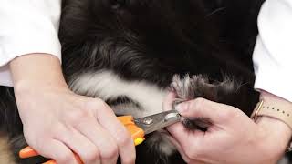 How-To Series: Nail Trim 2 - Black Nails