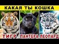 Тест! КАКАЯ ТЫ КОШКА? Какой ты Хищник из Семейства Кошачьих? Невероятный тест на ХАРАКТЕР. Точность