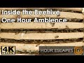 4K Open Beehive - One Hour Video and Audio