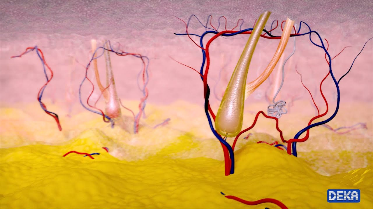 Motus AY Мoveo от DEKA