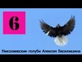 Голуби Крыма Алексей Василишин, Евпатория (6)