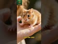 "A Tiny Hamster, A True Human Friend"