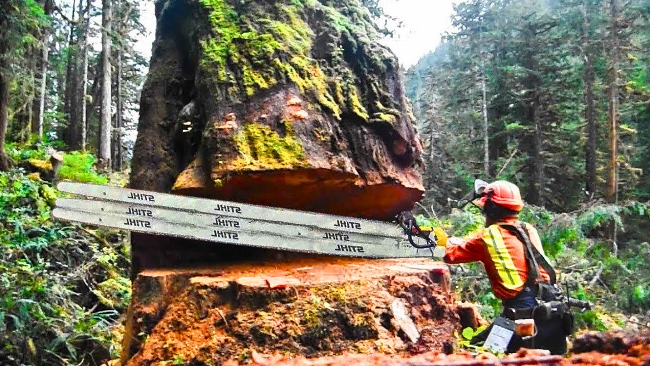 🚨 🥵Amazing Fastest Skill Huge Tree Felling With Chainsaw 🔥 