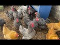 Passive Solar Chicken Coop for a Cozy Winter (to -50 deg F) with NO POWER NEEDED! ~ TiborasaurusRex