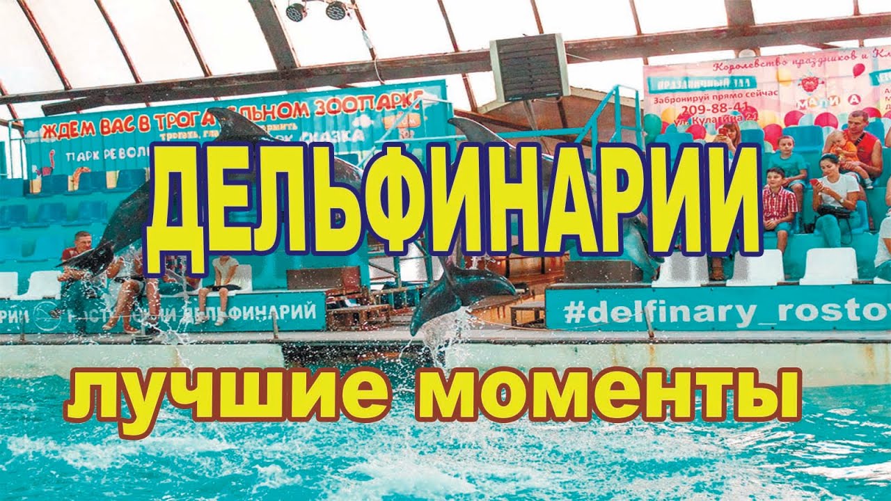 ДЕЛЬФИНАРИЙ лучшие моменты! - YouTube