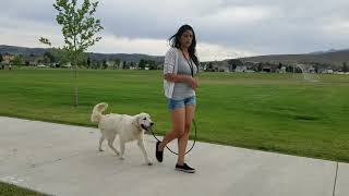 Calming Buddy down at the Weekly Pack Walk
