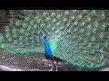 Peafowl (Peacocks) Must See This Male Opening Feathers