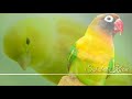 LOVEBIRD ISIAN KENARI GACOR | Langsung Nyaut Pas Buat Masteran