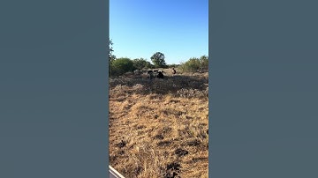 When cows are trained to a call they don’t have to be chased. #cattle #farming #agriculture