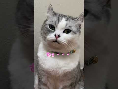 ママに悲しそうな声で甘えてくる兄猫