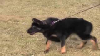 German Shepherd Protection Training 101 - From The Beginning