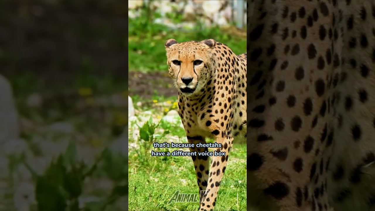 Cheetahs Don T Roar Here S Why 