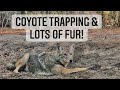 Coyote trapping - trap check and lots of fur in the truck