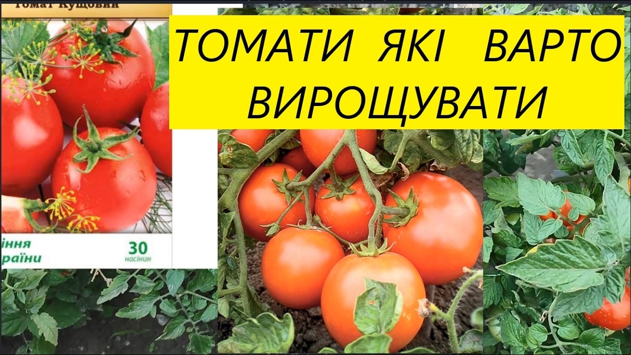 НИЗЬКОРОСЛІ  СОРТИ  ТА  ГІБРИДИ   ЯКІ  БУДЕМО  ВИРОЩУВАТИ   У  2026  РОЦІ