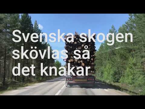 Video: 6 Mystiska Gammaltillväxtskogar Runt Om I Världen