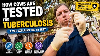 How Cows Are Tested for Tuberculosis (TB Test Explained)