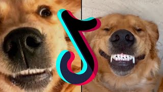 The Most Funniest & Goofiest Golden Retrievers Compilation - Dogs & Puppies Of TikTok Mashup by Boop Boop No views 1 year ago 6 minutes, 31 seconds