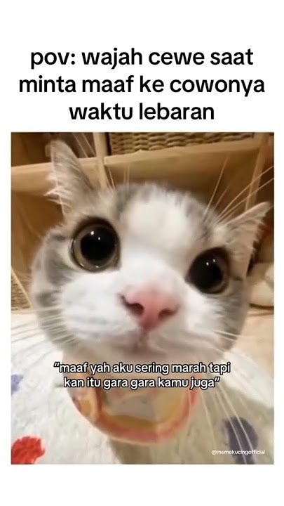😂🤣 #memes #kucinglucu #storywa #kucingimut #catlover #cats #memories