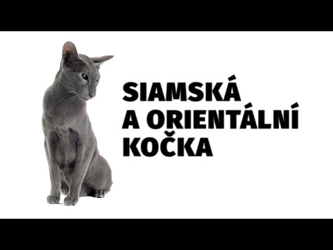 Video: Jak Poznat Orientální Kočku Od Siamské