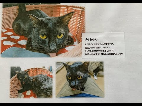 あなたのお名前なんですか?2階の猫部屋2022/9/7最新版