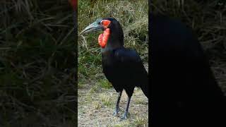 Kruger Southern Ground Hornbill Call