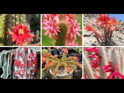 Video: Cleistocactus Genus: Cleistocactus Cactusplanten kweken