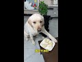 Dog: Don't eat dirty things, only eat clean ones!